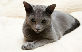 Порода русская голубая кошка