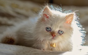 Светлый котенок гималайской кошки