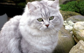 Британская длинношерстная кошка среди камней