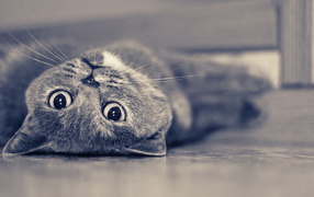 Британская короткошерстная кошка лежит на спине