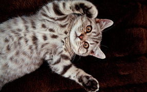 Котенок британской короткошерстной кошки на спине