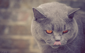 Британская короткошерстная кошка показывает язык