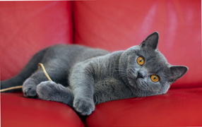 British shorthair cat on a sofa