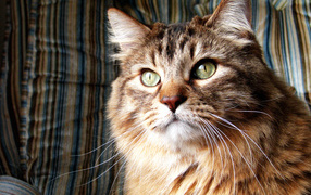 Коричневая норвежская лесная кошка