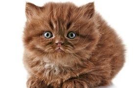 Brown kitten British Longhair