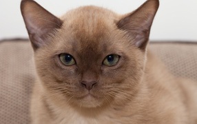 Котенок бурманской кошки