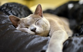 Бурманская кошка  спит