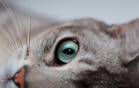 Глаза кошки бурмилла