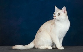 Burmilla cat on a blue background