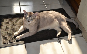 Burmilla cat on the mat