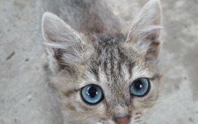 Кот охос азулес