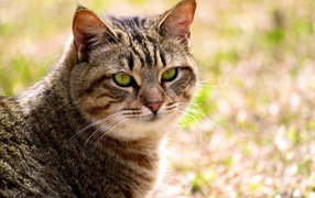 Калифорнийская сияющая кошка