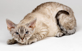 Кот кимрик охотник