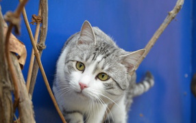 Глаза кота аравийский мау