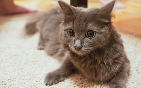 Глаза кота нибелунга