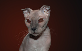 Кот украинский левкой