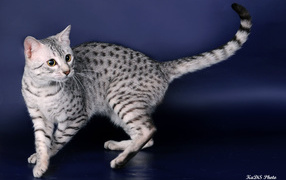 Cat breed Egyptian Mau