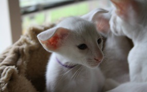 Порода кошек форин вайт