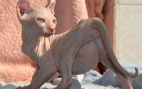 Кошка породы минскин