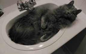 Cat in the sink nibelung