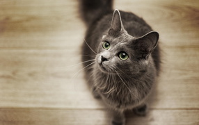 Кот нибелунг смотрит вверх