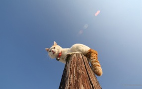 Кот на деревянном столбе