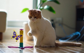 Кот играет с бабочкой