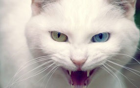Кошка показывает зубы