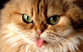 Кот показал язык