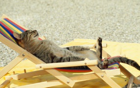 Кот загорает