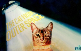 Кот подмигивает