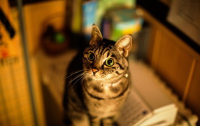 Кошка с большими глазами