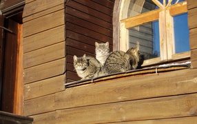 Кошки греются на солнце