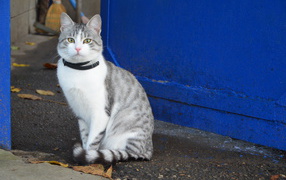 Ошейник у аравийского мау