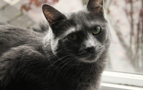 Довольный кот корат