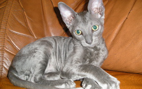 Cornish Rex cat on a sofa