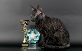 Cornish Rex cat with awards