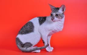 Cornish Rex on a red background