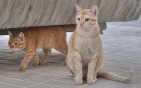 Couple Arabian Mau cats
