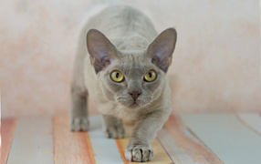 Крадущийся девон-рекс