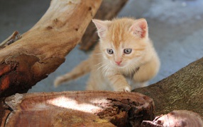 Любопытный котенок