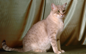 Милый австралийский мист