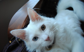 Cute cat Turkish Angora