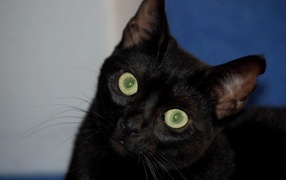 Милый котенок бомбейской кошки