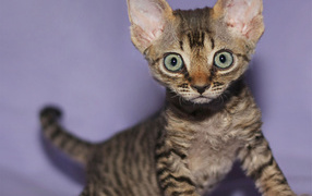 Милый котенок девон-рекс