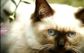 Милый котенок гималайской кошки