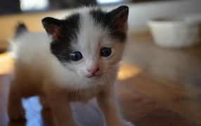 Милый котенок японского бобтейла