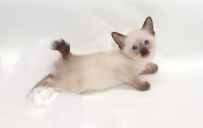 Милый котенок меконгский бобтейл(автор Nelly Shuyskaya)