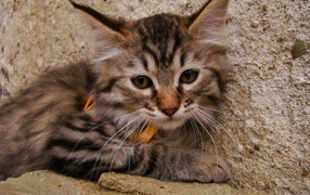Cute kitten Pixie-bob
