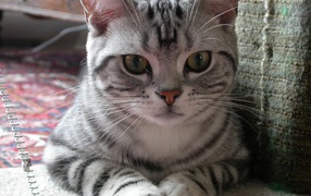 Милашка американская жесткошерстная кошка